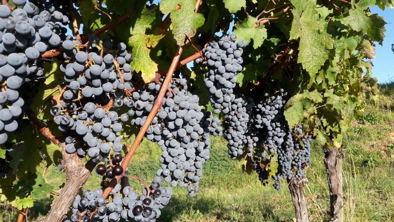 Agriturismo Casa Delle Rose Winery Ruttars Bagian luar foto